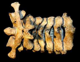 Bone remains with paleopathology